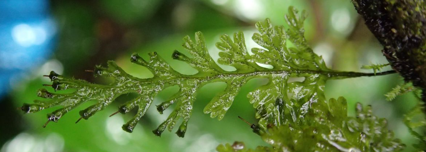 The West African Plants Initiative