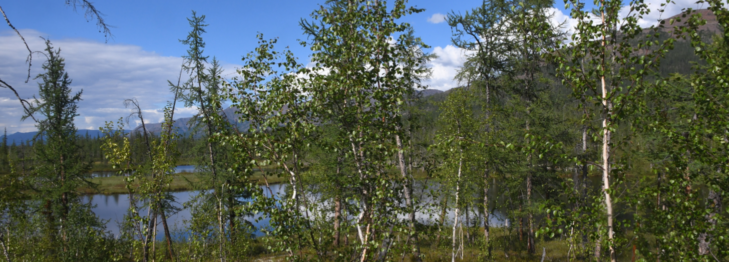 Underestimated threats to global tree biodiversity