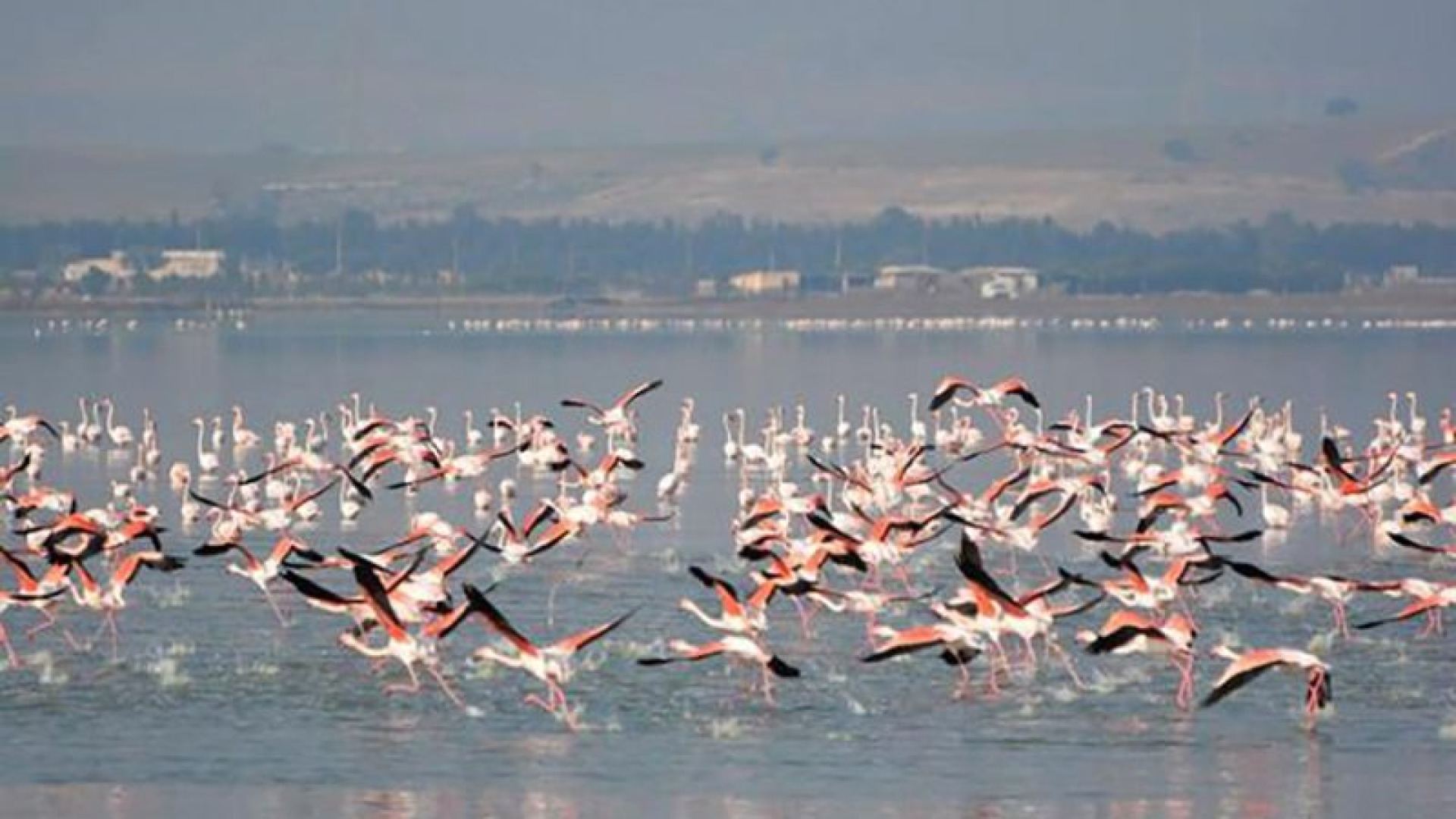 Dénombrement hivernal des oiseaux d’eau – Zones humides de l’Atlas saharien