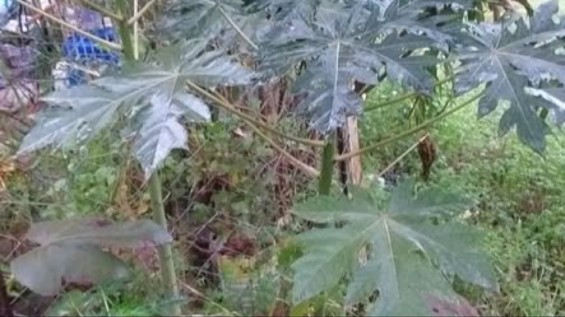 Olympiades des métiers